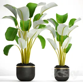 Collection of plants in pots